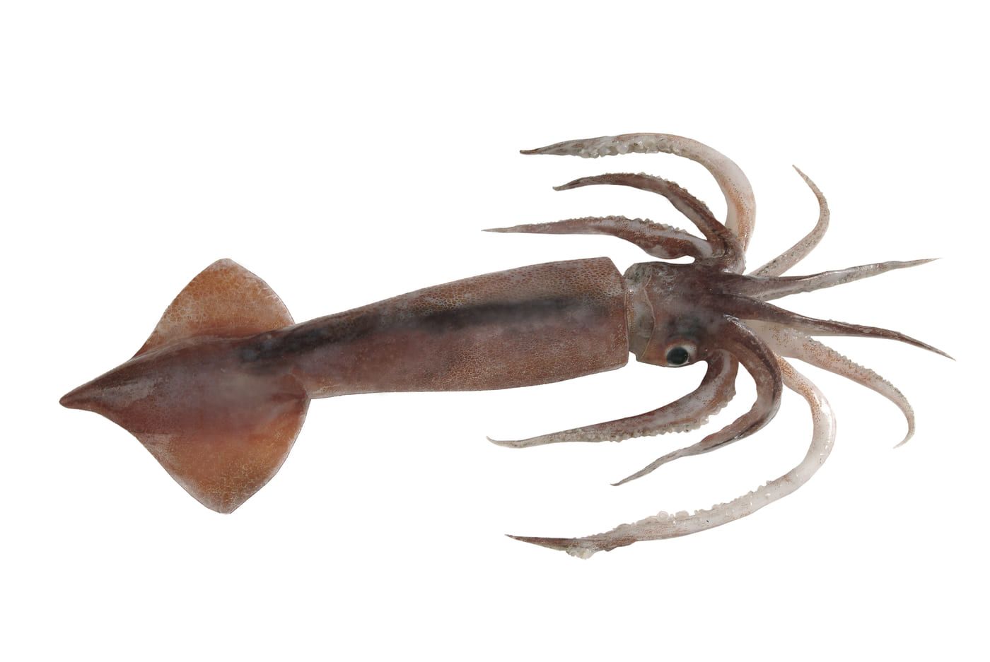 Arrow squid