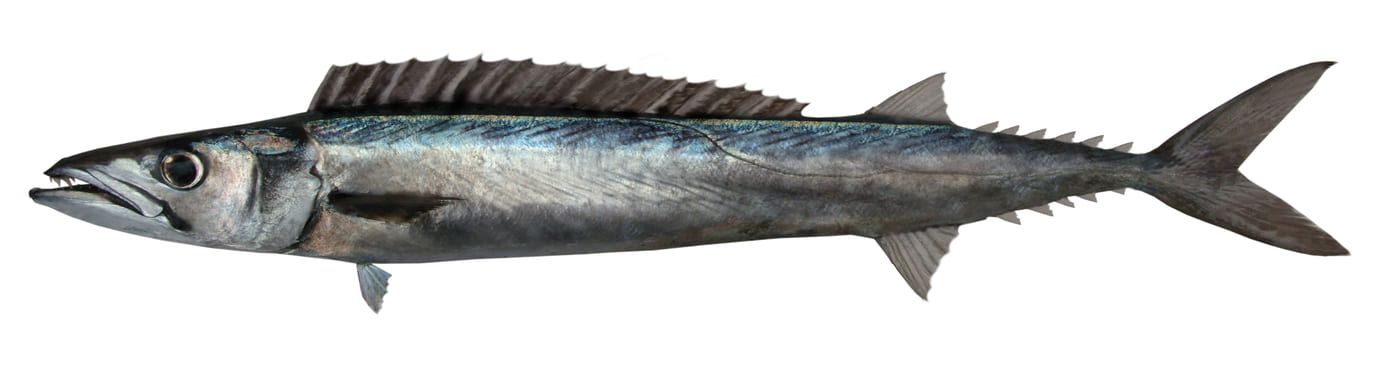 Barracouta